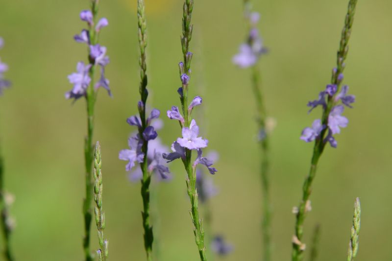 File:Verbena halei 8110.jpg