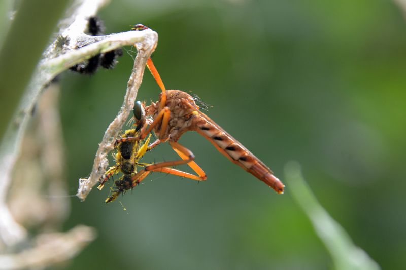 File:Diogmites sp 1263.jpg