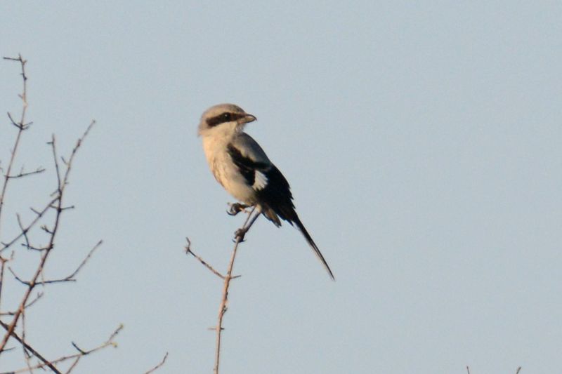 File:Lanius ludovicianus 3371.jpg