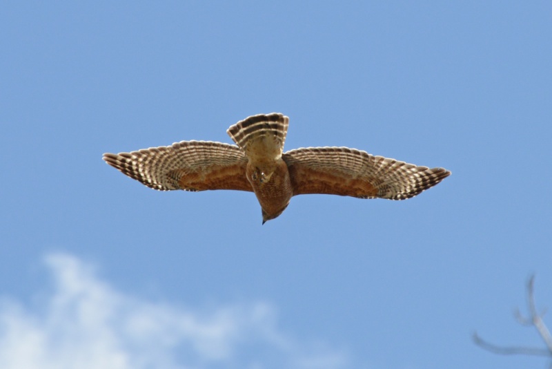 File:Buteo lineatus 3.jpg
