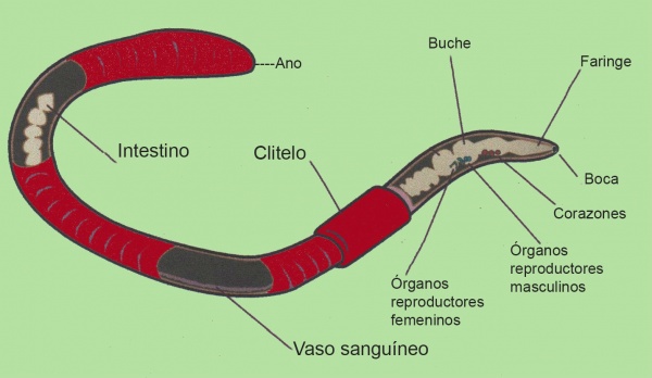 Anatomía del Gusano.jpg