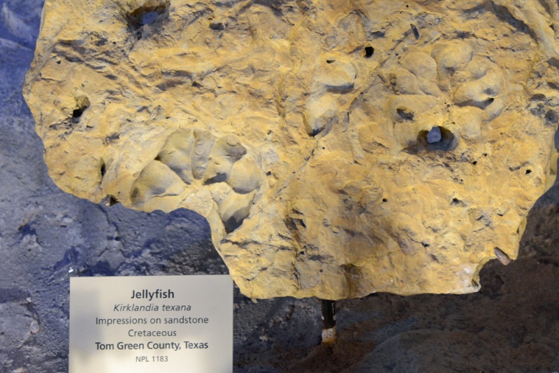 File:Kirklandia texana 0861.jpg