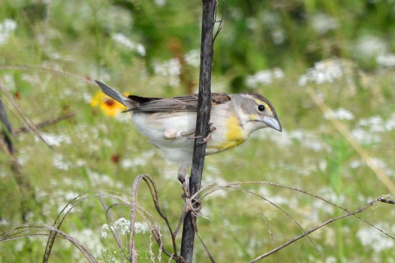 File:Spiza americana 8654.jpg