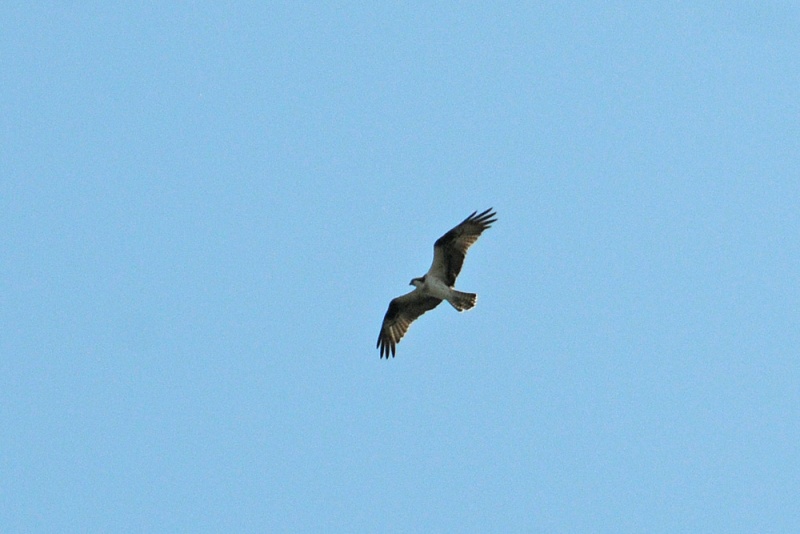 File:Pandion haliaetus 1.jpg
