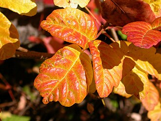 Western Poison Oak showing its fall colors