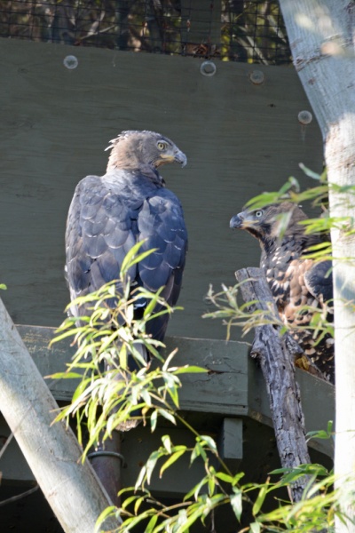 File:Stephanoaetus coronatus 1.jpg