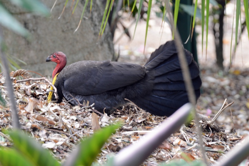 File:Alectura lathami 8691.jpg