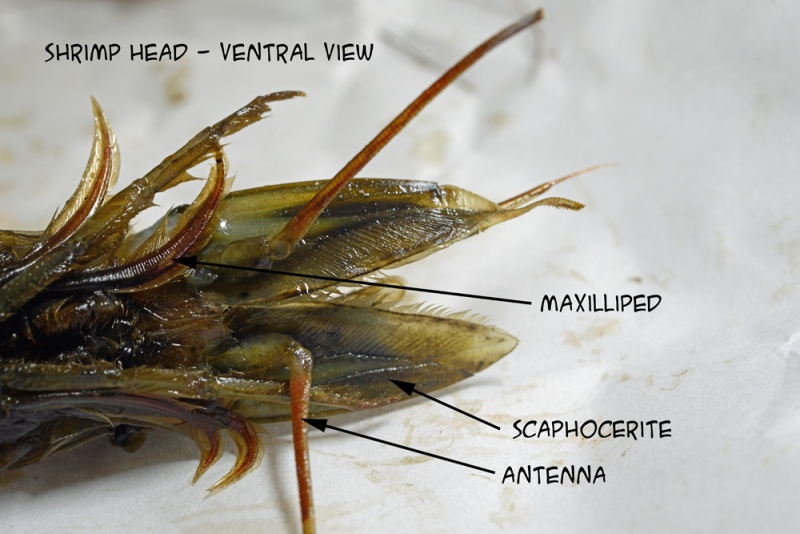 File:ShrimpHead 0502 W.jpg