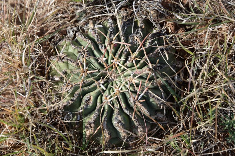 File:Echinocactus texensis 4922.jpg