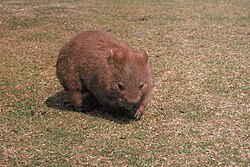 Plains Wombat
