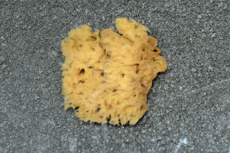 File:Sponge TMM 0899.jpg