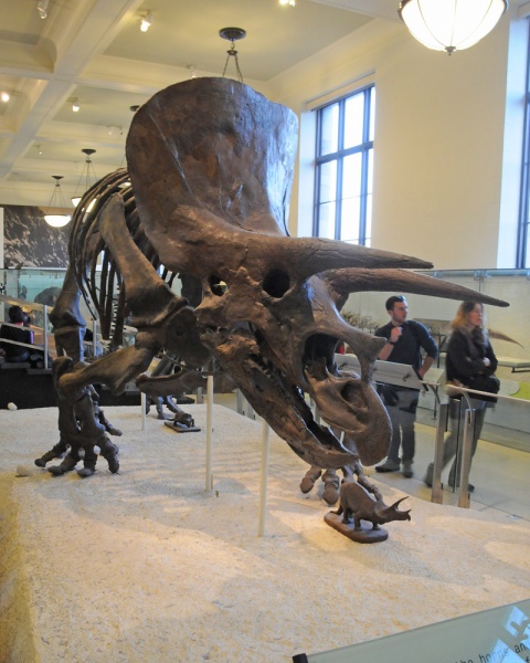 File:Triceratops 4222 W.jpg