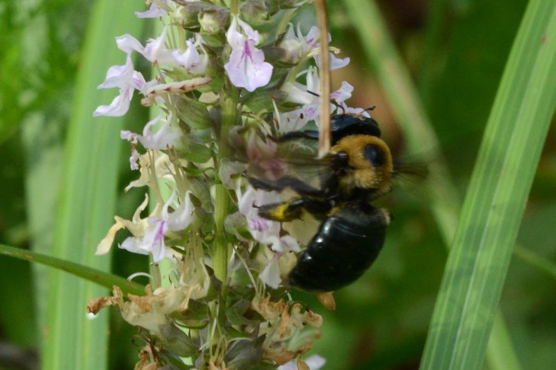File:Xylocopa virginica 8714.jpg