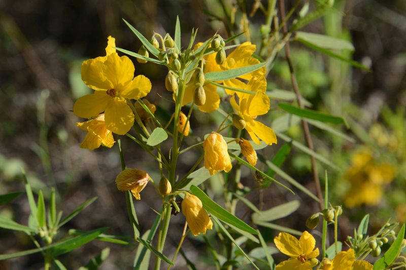 File:Cassia roemeriana 9349.jpg