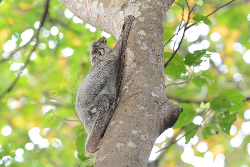 File:Galeopterus variegatus 1577W.jpg