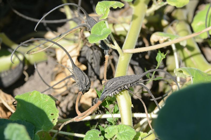 File:Proboscidea louisianica 2523.jpg