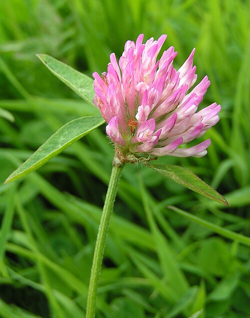 File:Trifolium pratense bgiu.jpg