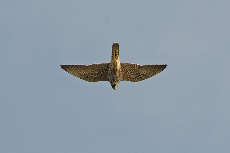 File:Falco peregrinus 1.jpg