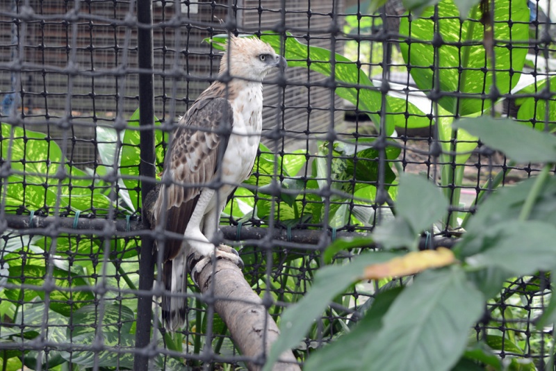 File:Nisaetus philippensis 1.jpg