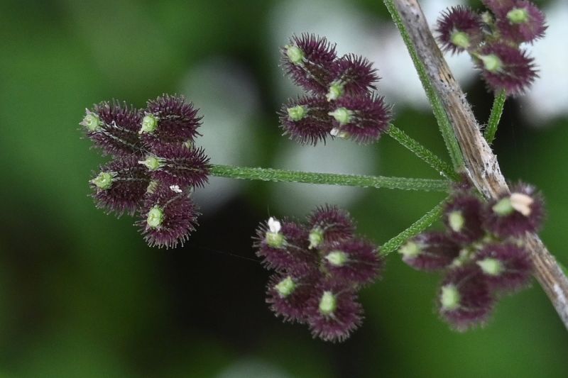 File:Torilis arvensis 3223.jpg