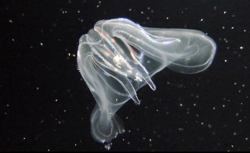 File:Ctenophore still.jpg