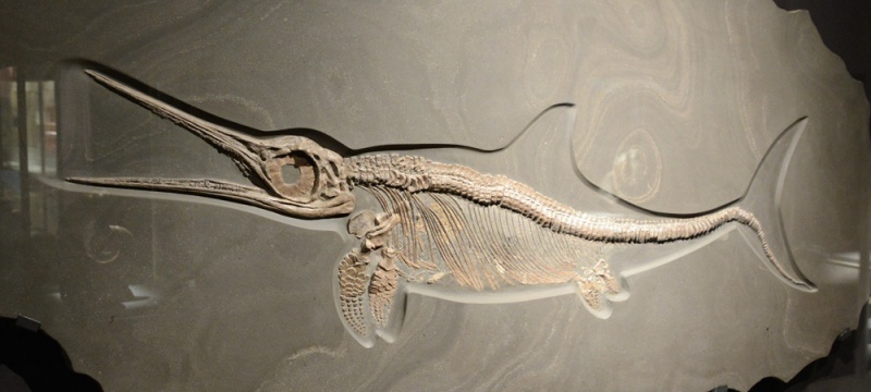 File:Ichthyosaur 1125 W.jpg