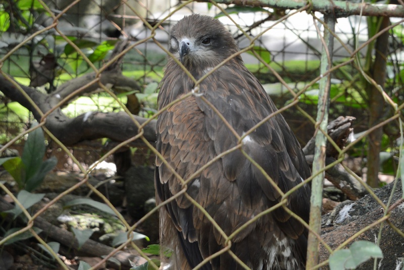 File:Milvus migrans 1.jpg