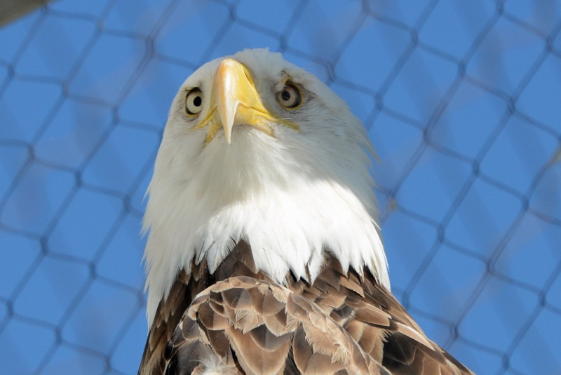 File:Haliaeetus leucocephalus 2.jpg