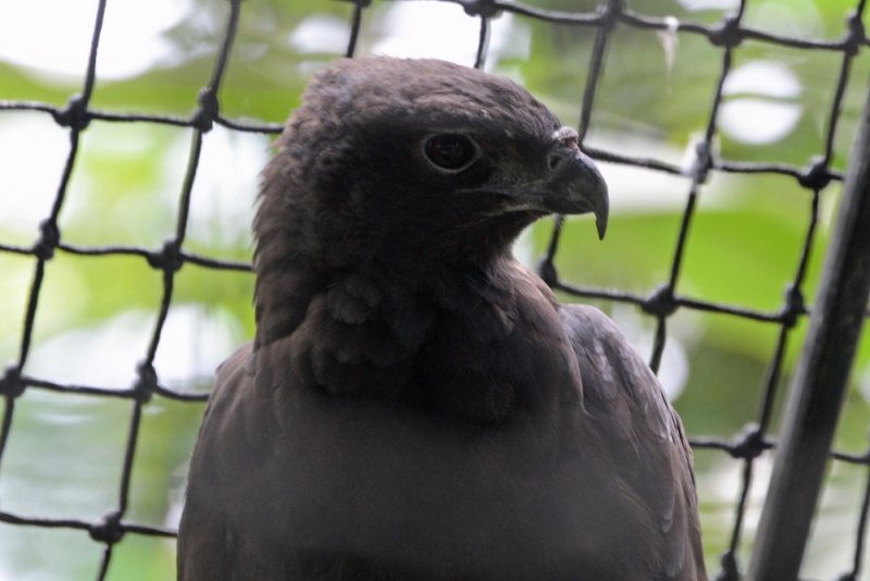 File:Nisaetus cirrhatus 1.jpg