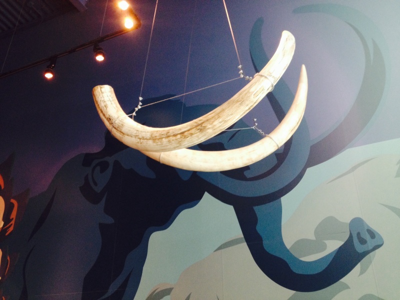 File:Mammoth tusks.jpg